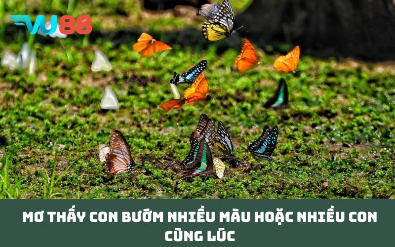 Mơ thấy con bướm nhiều màu hoặc nhiều con cùng lúc