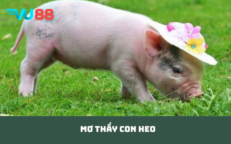 mơ thấy con heo