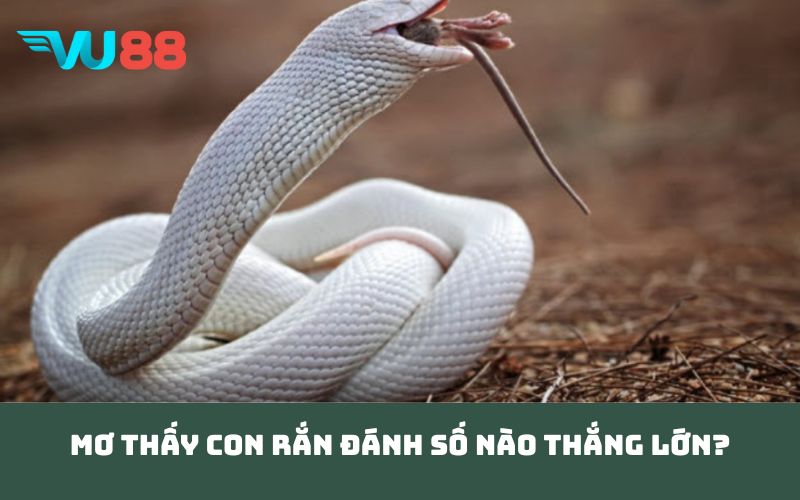 Mơ thấy con rắn đánh số nào thắng lớn?
