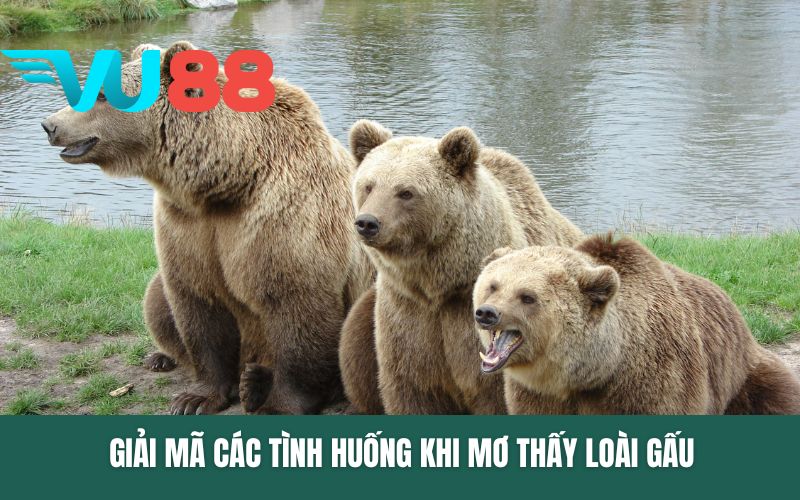 Giải mã các tình huống khi mơ thấy loài gấu