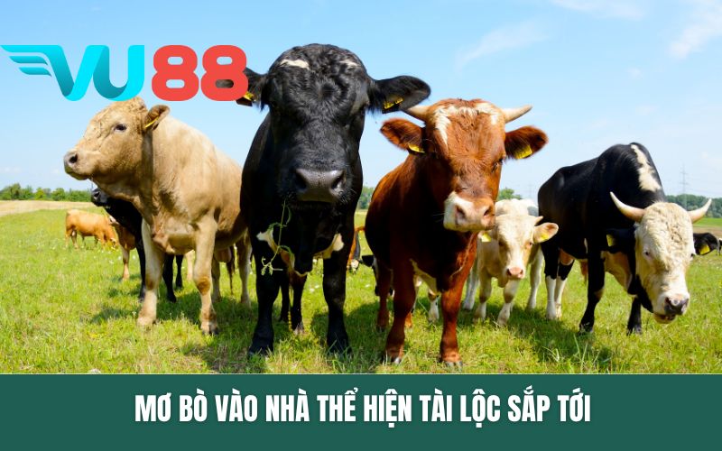 Mơ bò vào nhà thể hiện tài lộc sắp tới