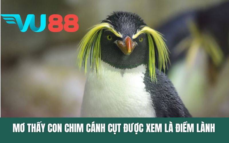 Mơ thấy con chim cánh cụt được xem là điềm lành 